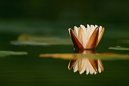 WATER LILY