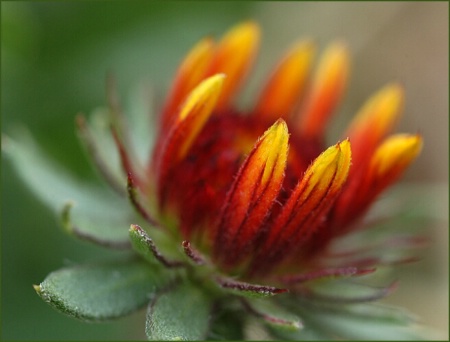 indian blanket flower