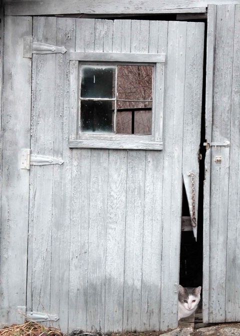 Buster at the Barn Door