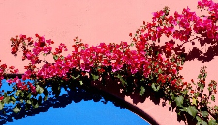 Bougainvillea