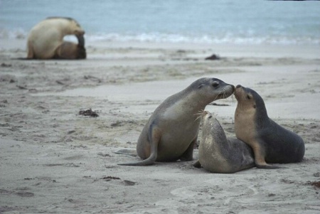 Australian Seals