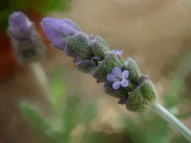 french lavender