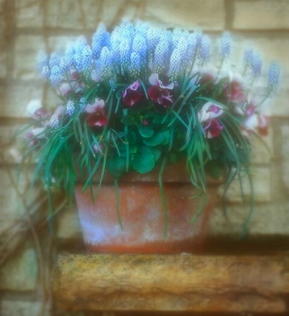 flowers in pot