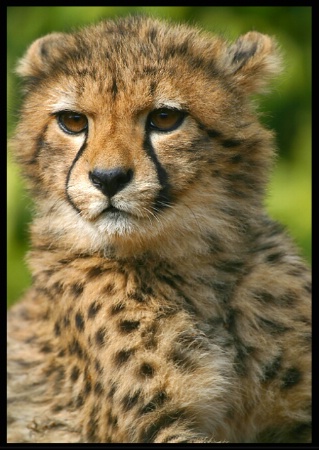 Young Cheetah # 2