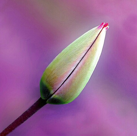 Purple Tulip