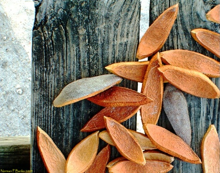 Collecting Pods on a Picnic Table