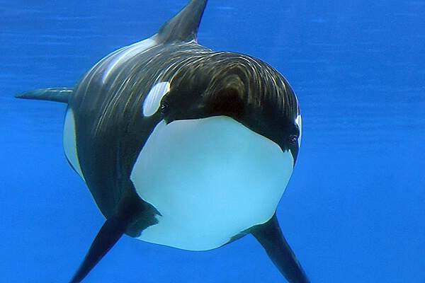 Orca