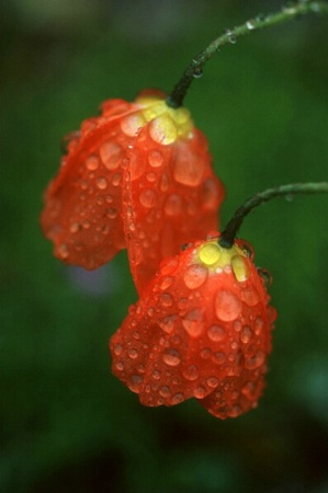 Water Drop Reds