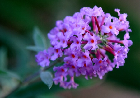 Butterfly Bush