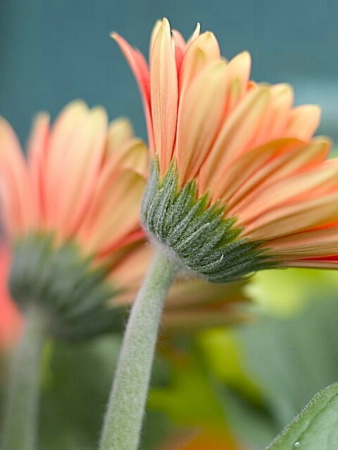 Gerbera