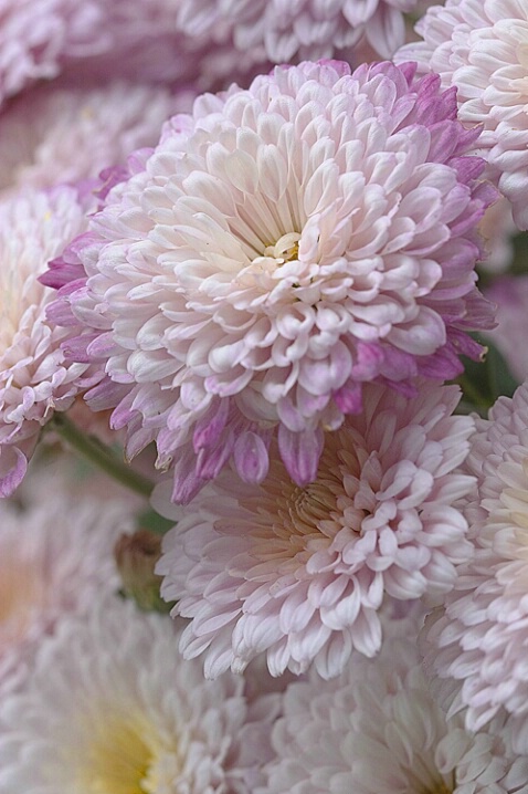 Autumn in the Aster Patch