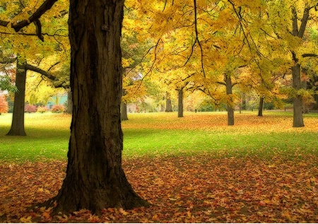 Autumn Trees