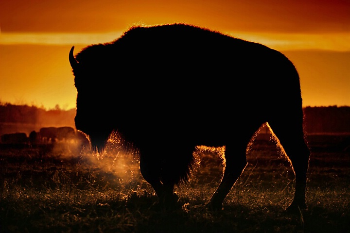 North America Bison