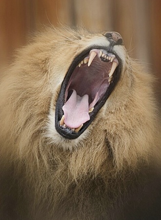 Lion-sized Yawn