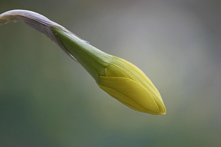 Daffodil