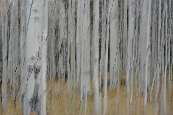 aspens II