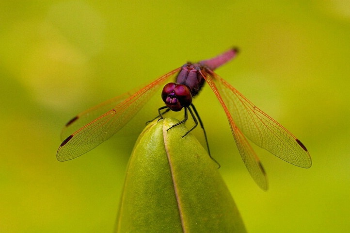 Dragonfly on Water Lily Bud