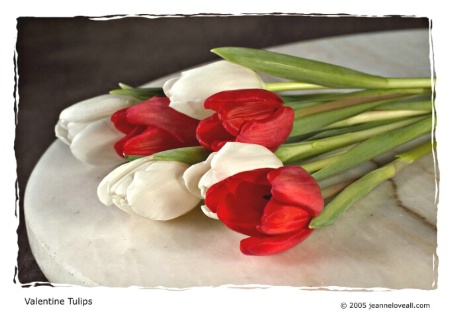 Valentine Tulips