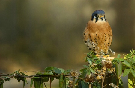 Poised Kestrel