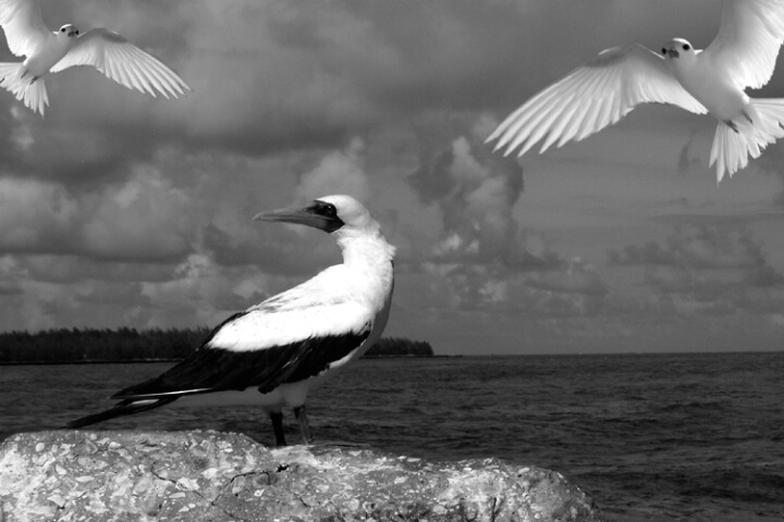 Curious Birds