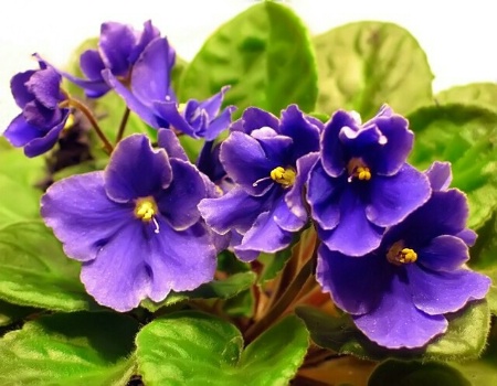 Spring Violets