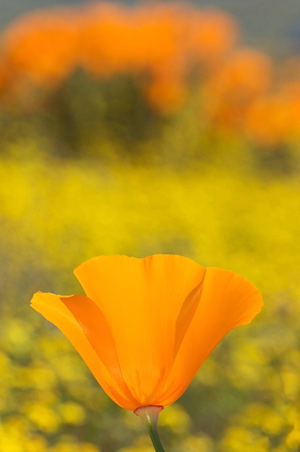 California Poppy