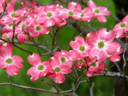 Pink Dogwood*