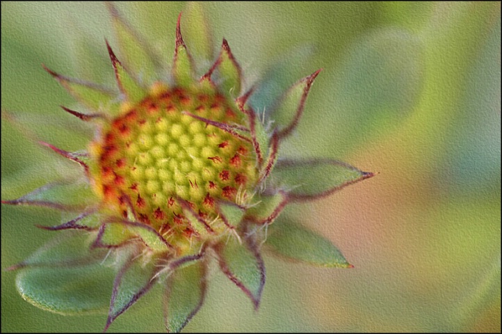 indian blanket flower