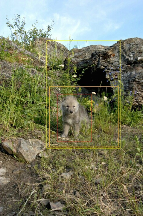 Wolf Pup Needs Cropping With Guides