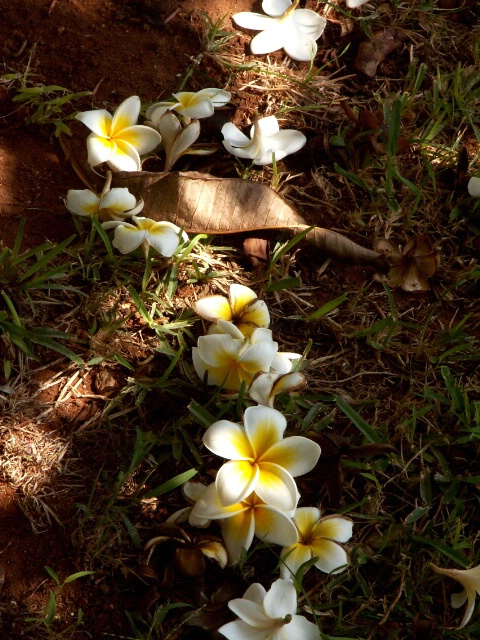 Trail of fallen flowers...