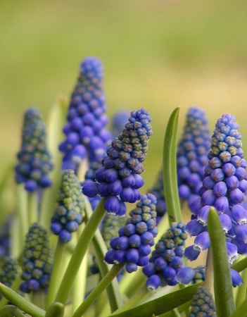 Tiny Grape Hyacinths