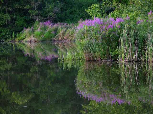 Mid-summer Colors