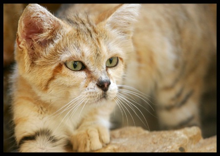 Sand Cat 2