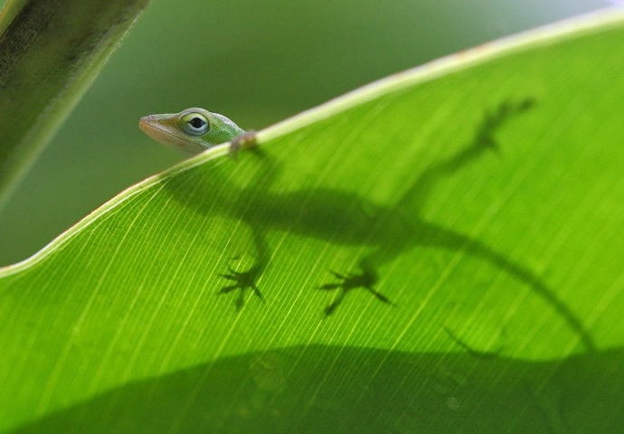 A Gecko and his Silhouette 