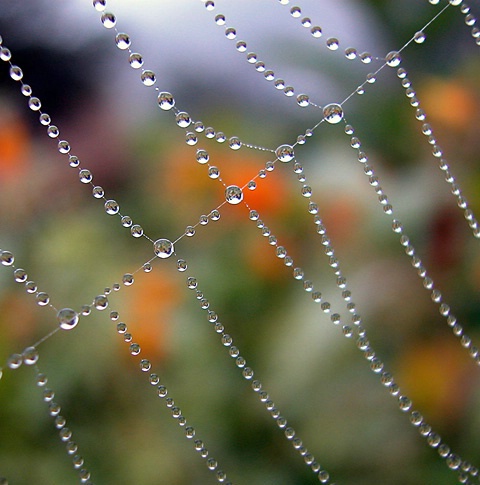 Morning Beads