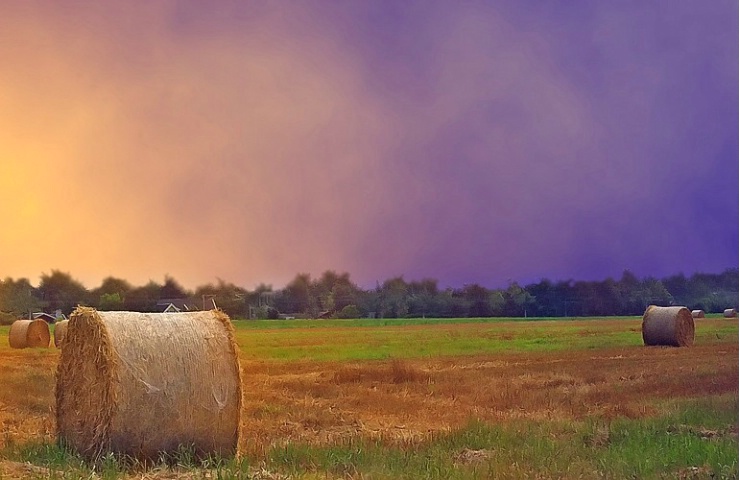 Harvest Time