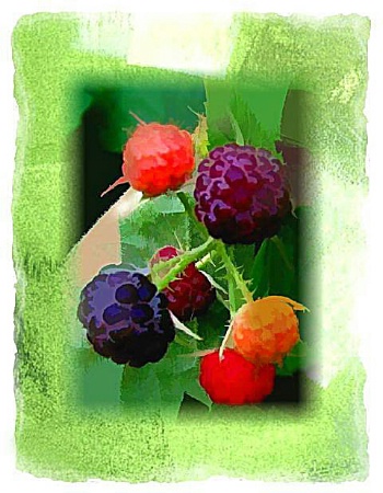 Berry Art