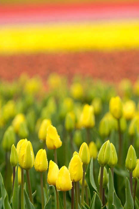 Tulip Landscape