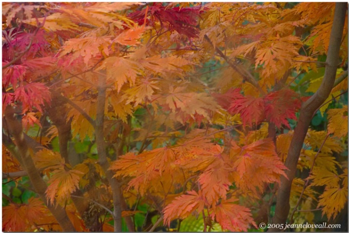  Fall of a Japanese Maple