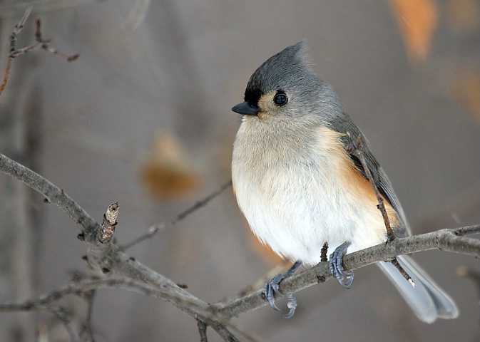 Tufted Titmouse