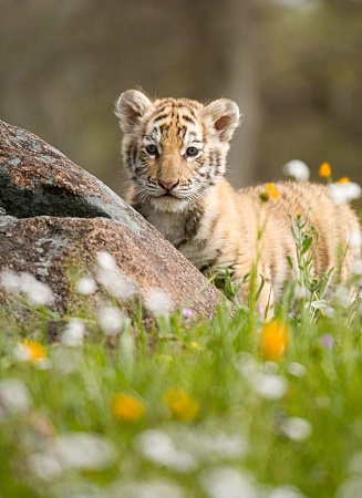 Tiger Cub