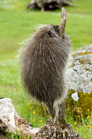 Porcupine Climbing