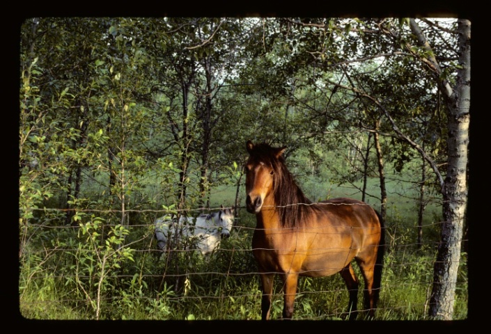 Horses #2