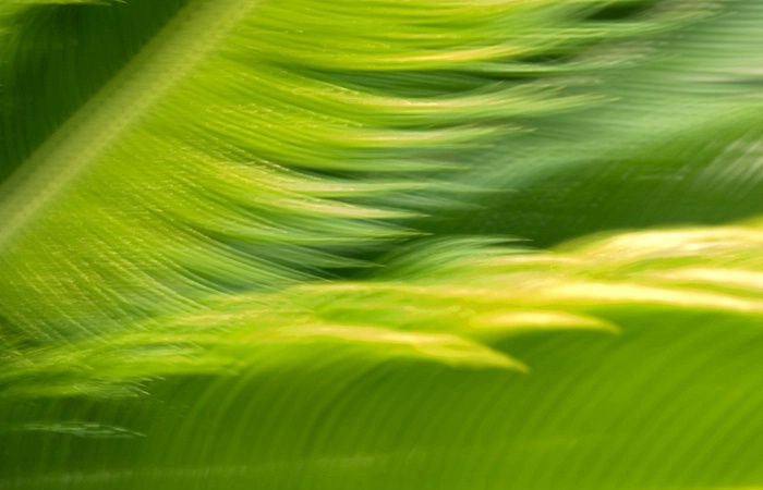 Palm Fronds