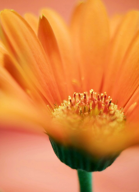 Sunny Gerbera Daisy