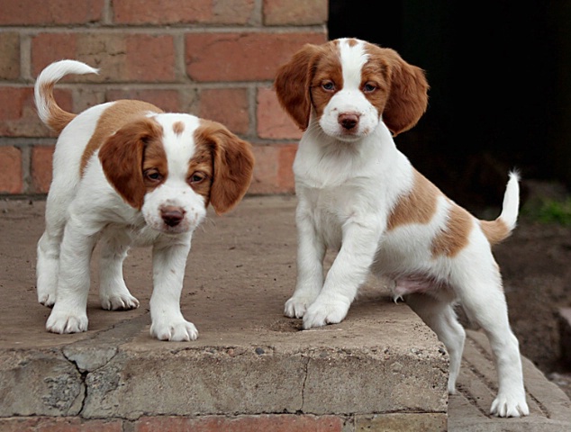 Puppy Parade