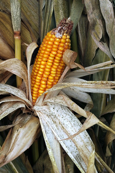 Fall Corn