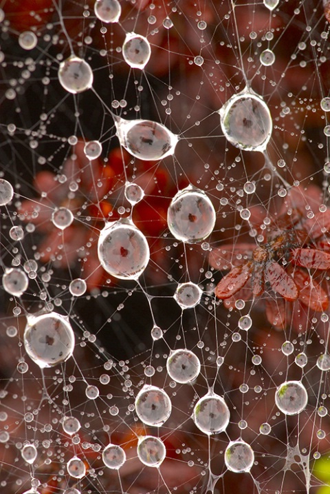 dew drops