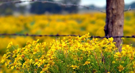 Pasture In Autumn*