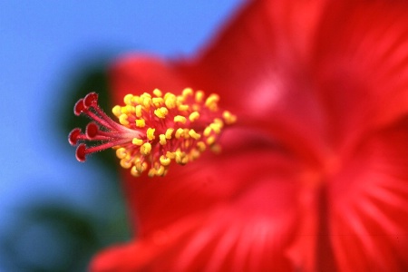 Hibiscus